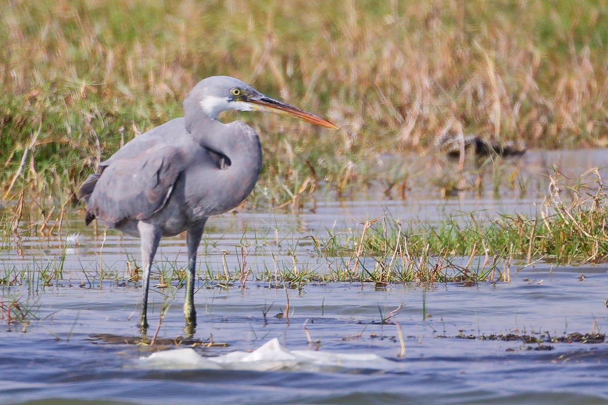 Garceta Dimorfa - ML645639556