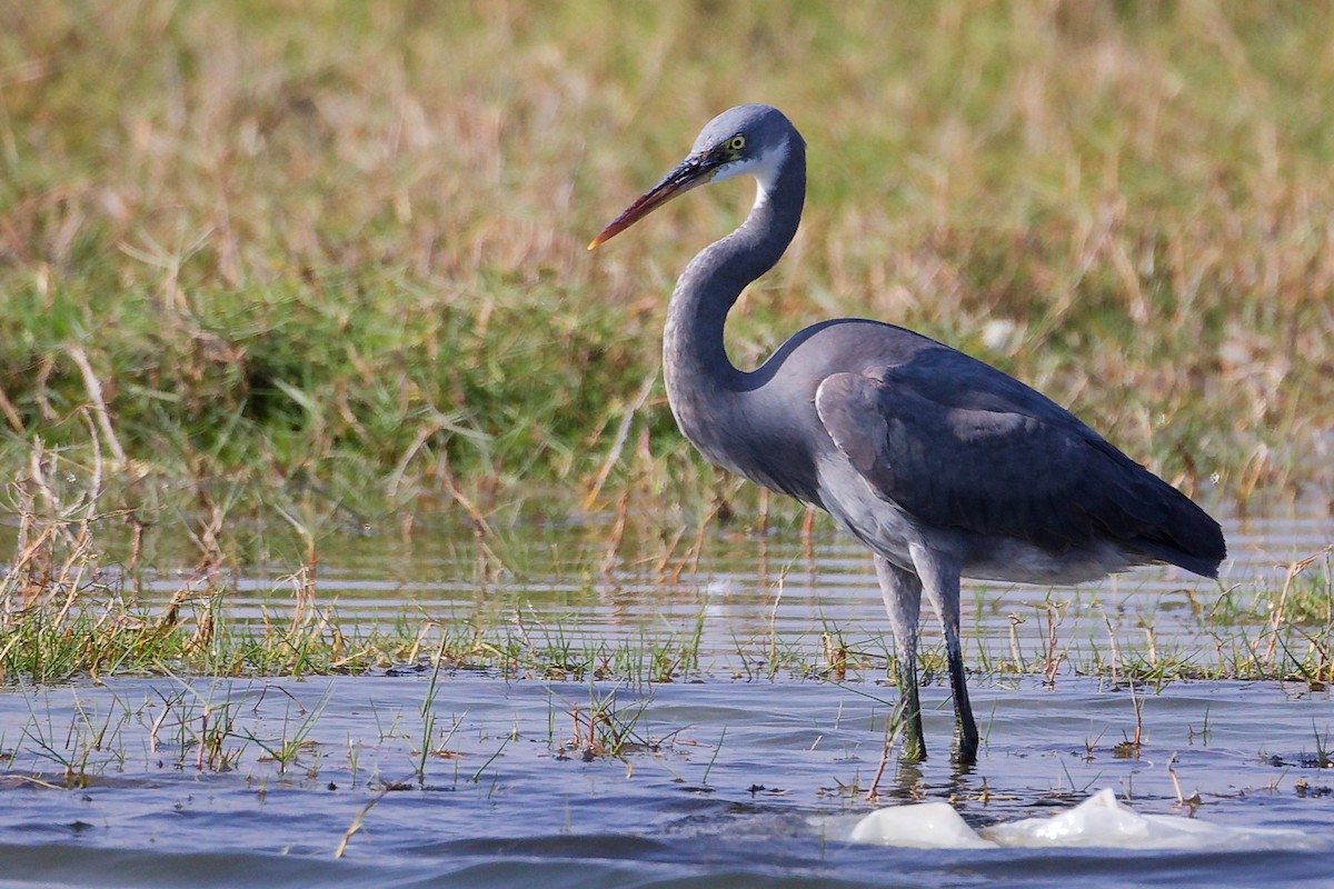 Garceta Dimorfa - ML645639559