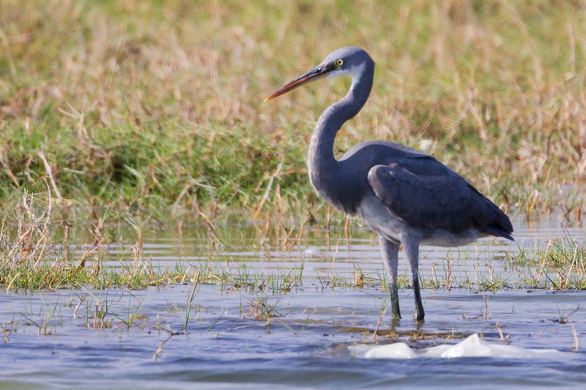 Garceta Dimorfa - ML645639560