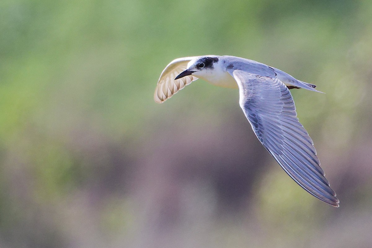 Fumarel Cariblanco - ML645639562