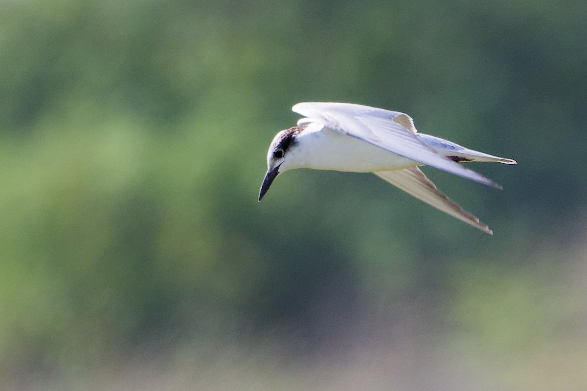 Fumarel Cariblanco - ML645639563