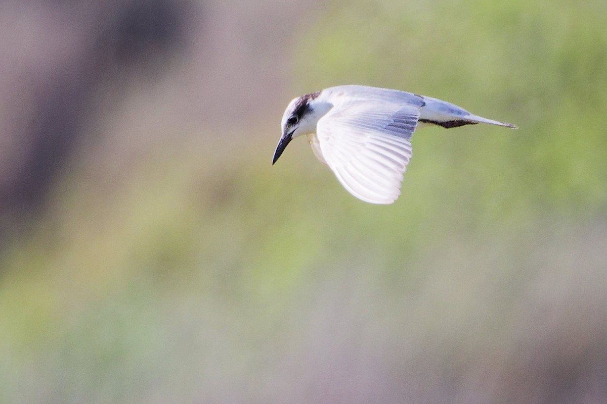 Fumarel Cariblanco - ML645639564