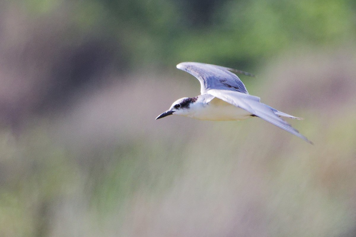 Fumarel Cariblanco - ML645639565