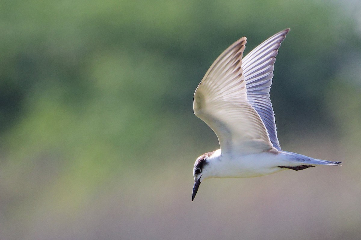 Fumarel Cariblanco - ML645639567