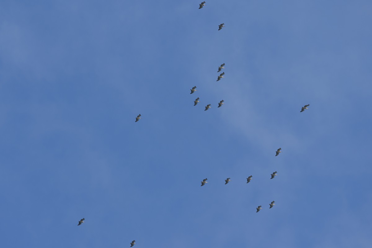 Pelícano Oriental - ML645639569