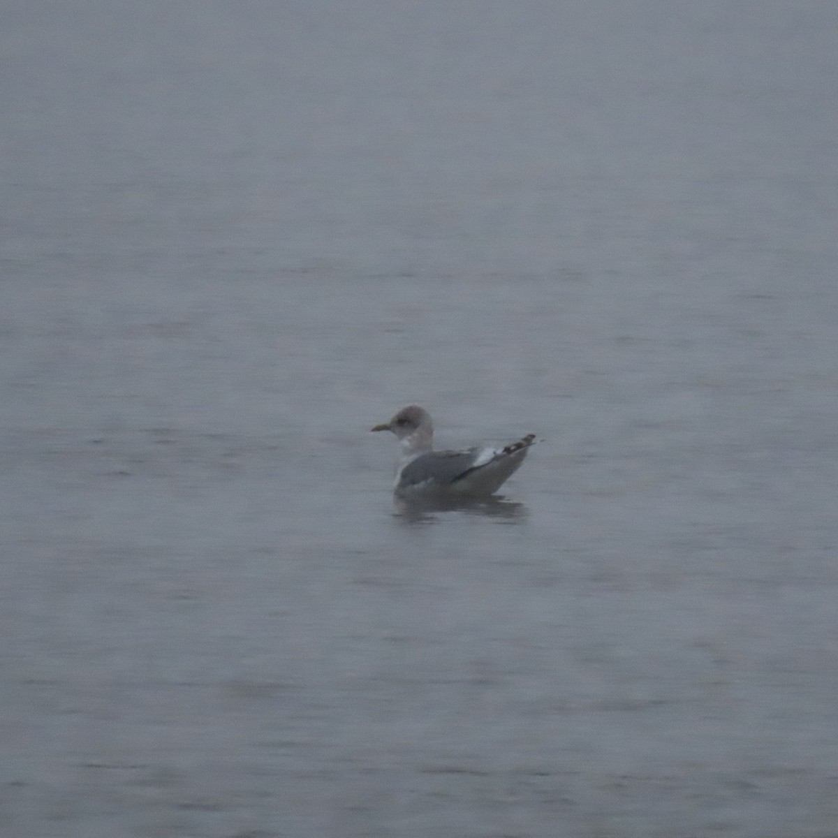 Gaviota de Alaska - ML645639571