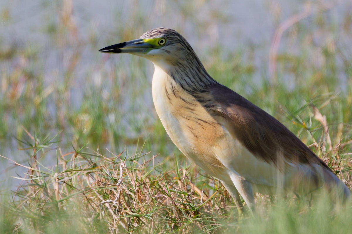 Garcilla Cangrejera - ML645639572