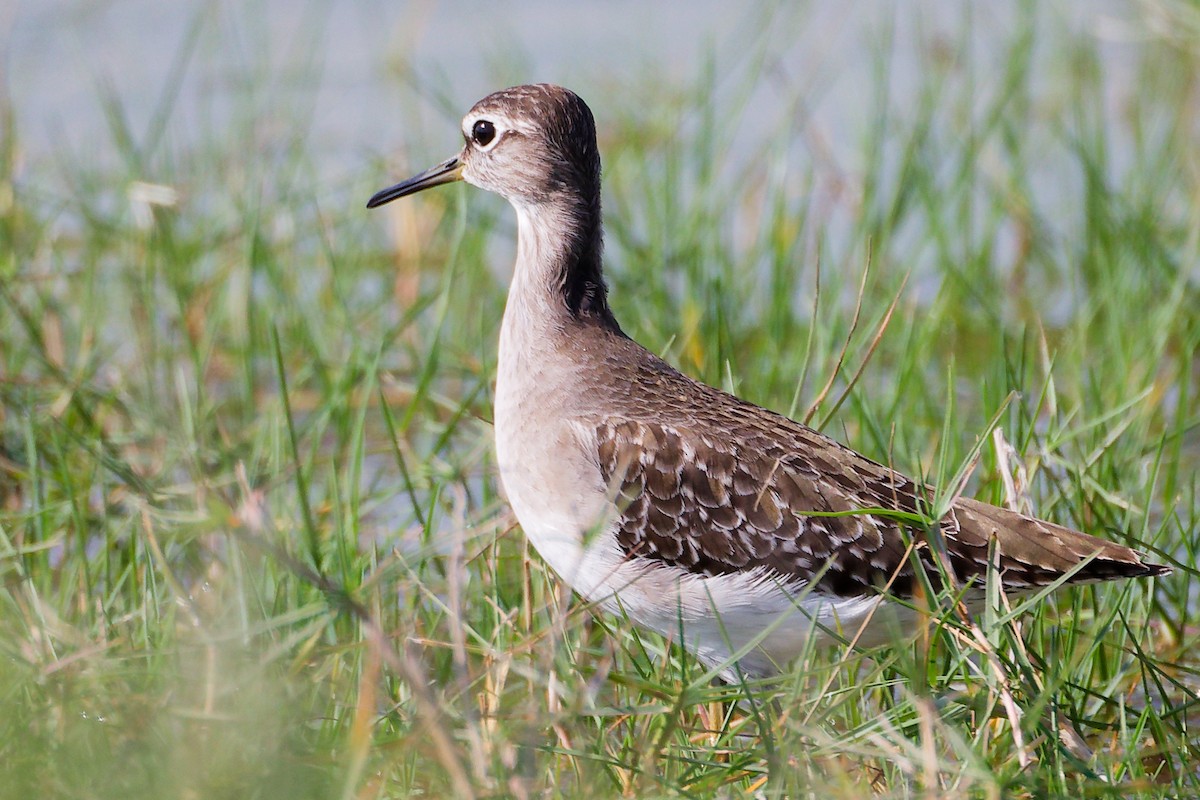 vodouš bahenní - ML645639575