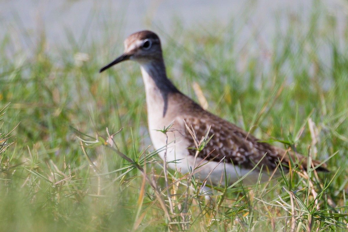 vodouš bahenní - ML645639576