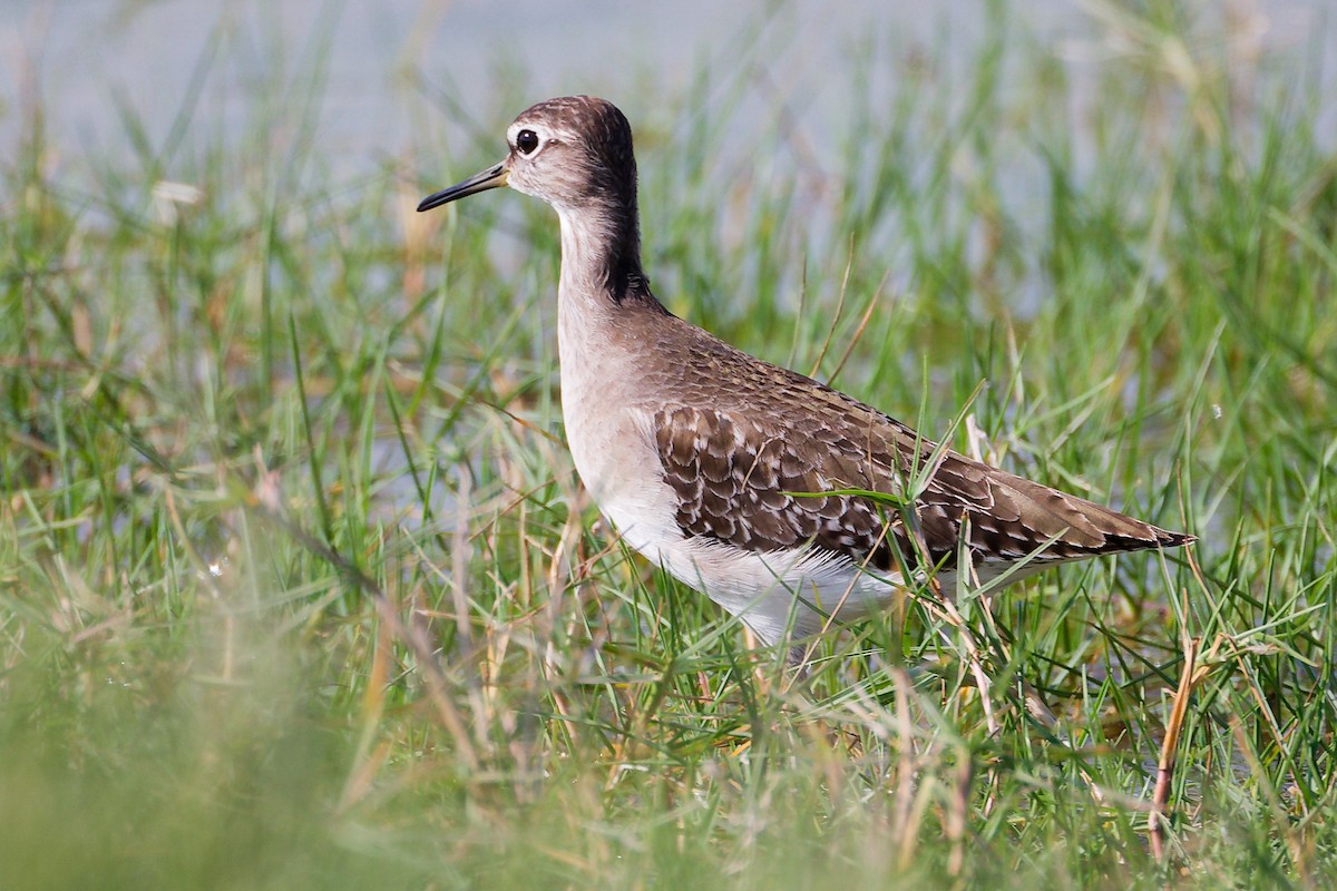 vodouš bahenní - ML645639577