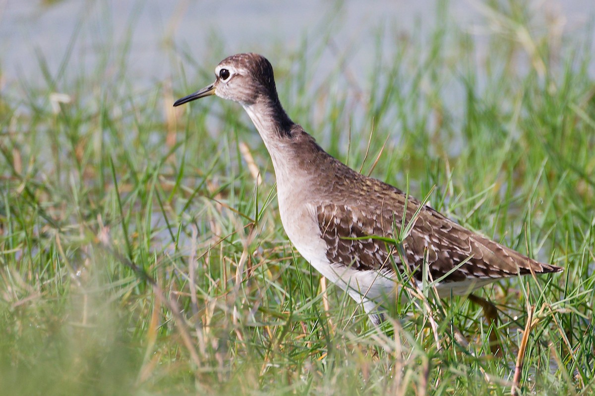 vodouš bahenní - ML645639578