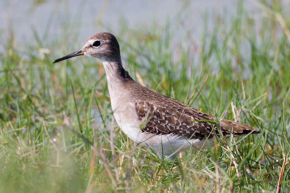 vodouš bahenní - ML645639579