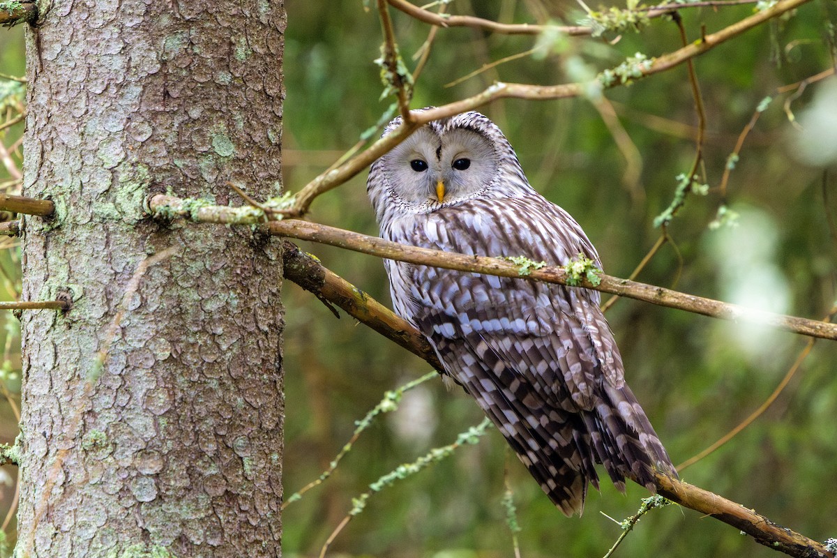 Ural Owl - ML645639580