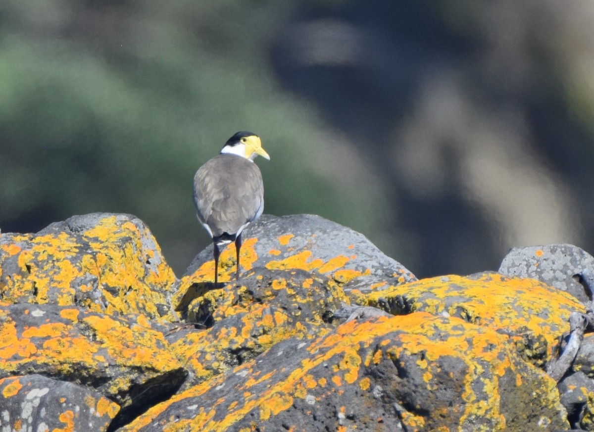 Hegabera maskaraduna - ML645639594