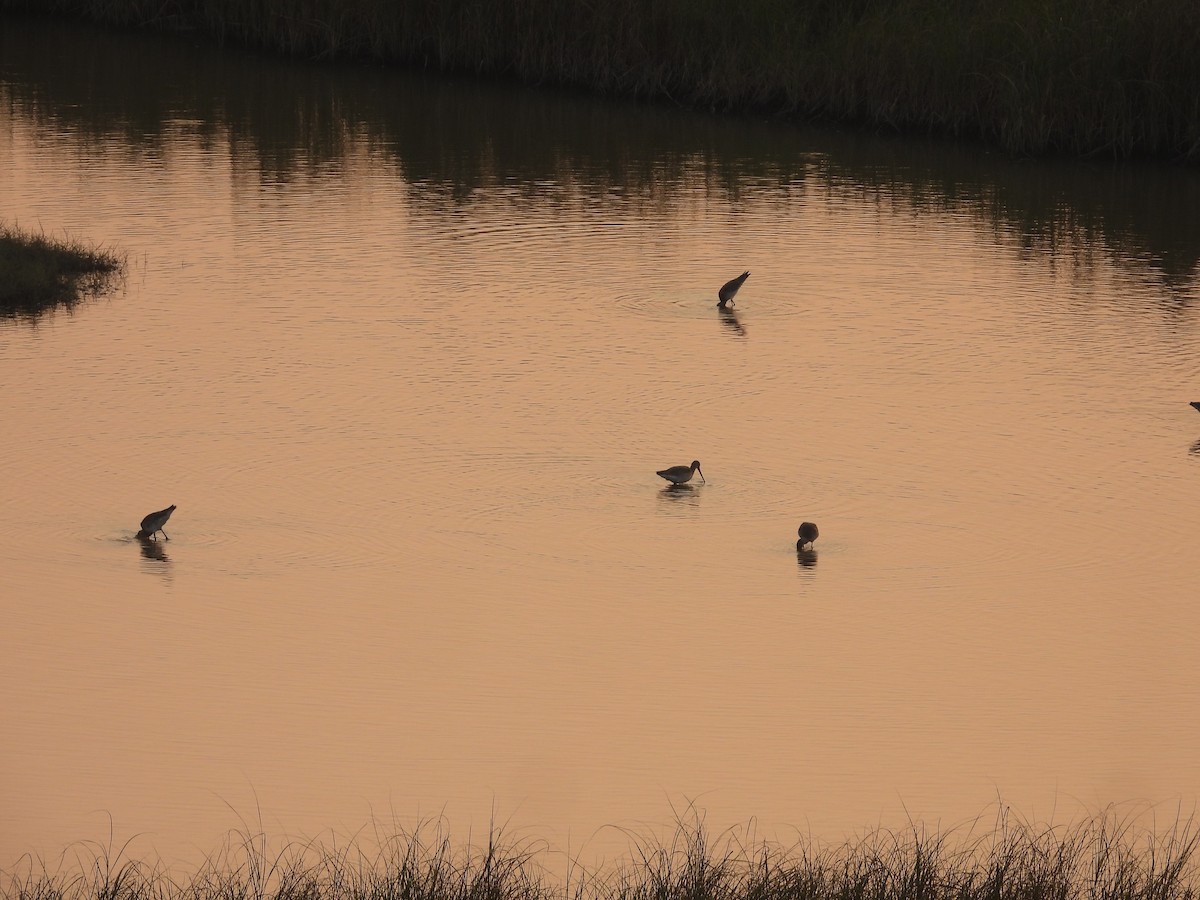 Spotted Redshank - ML645639595