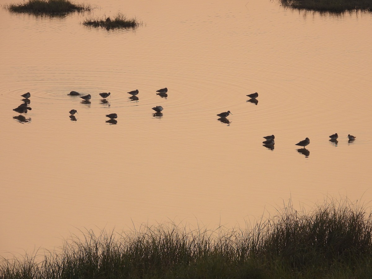 Spotted Redshank - ML645639596