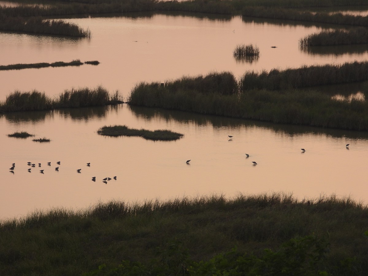Spotted Redshank - ML645639597