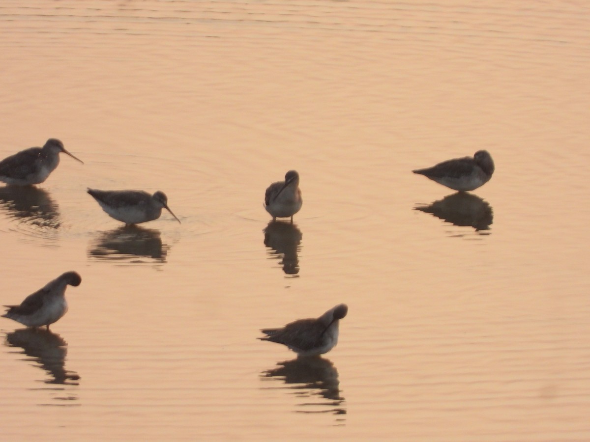 Spotted Redshank - ML645639598