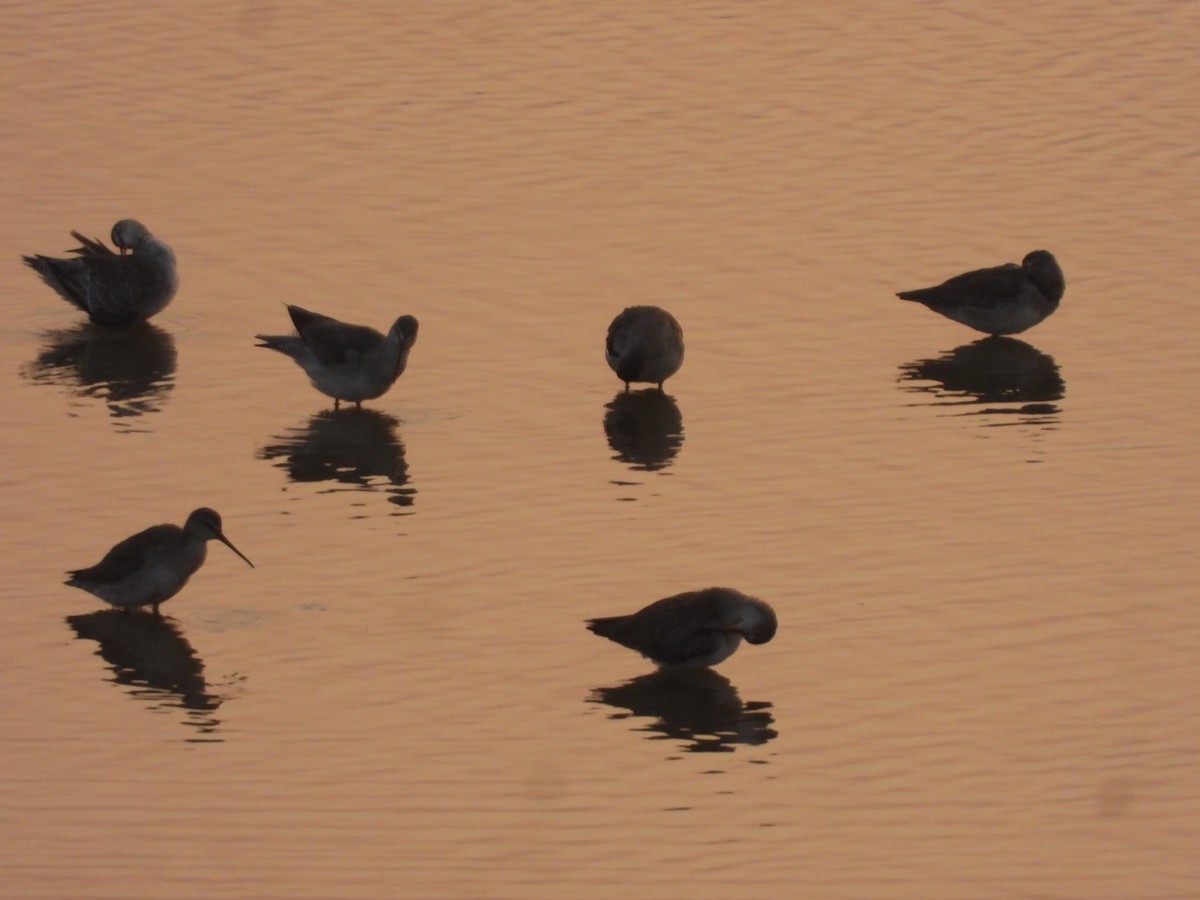 Spotted Redshank - ML645639599