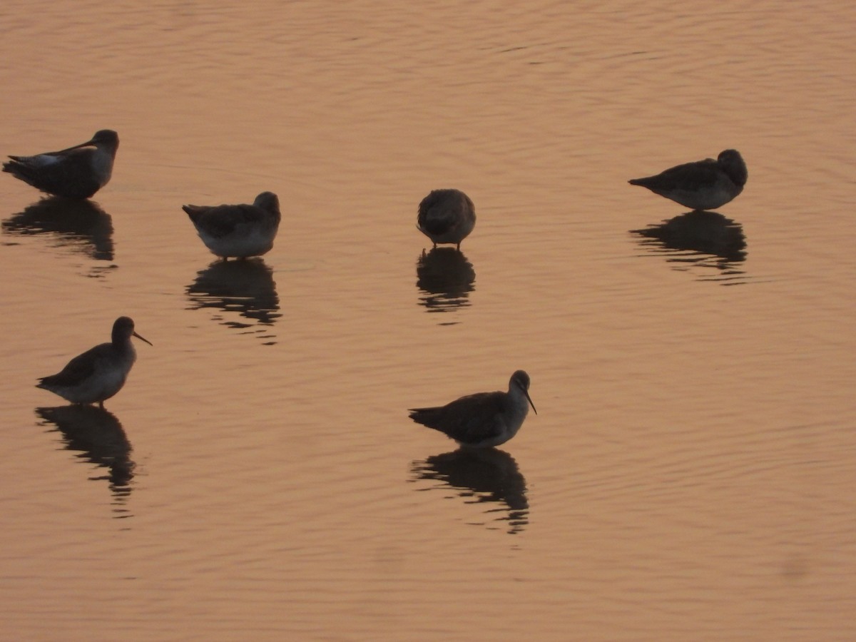 Spotted Redshank - ML645639600