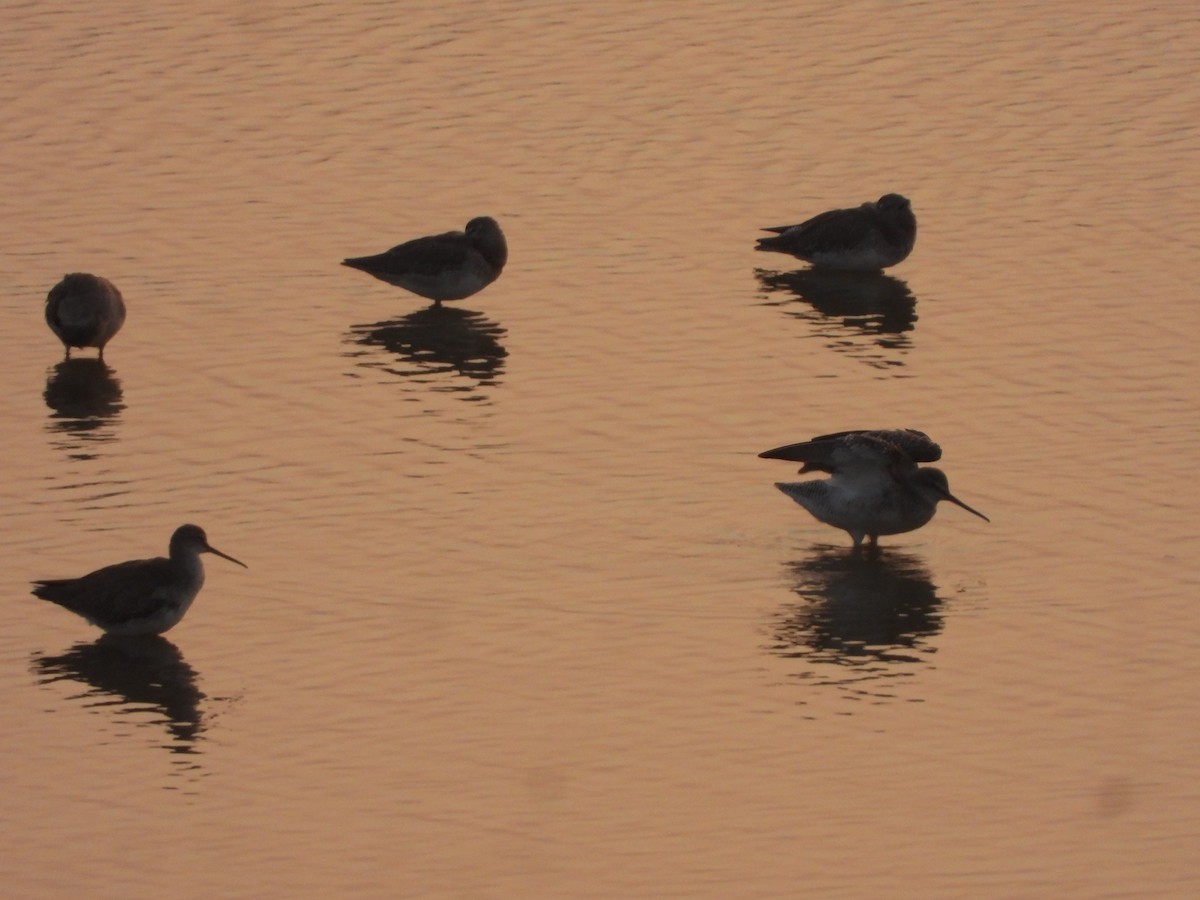 Spotted Redshank - ML645639601