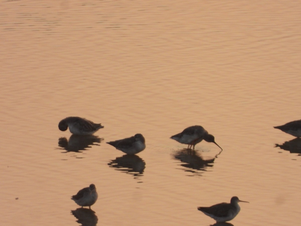 Spotted Redshank - ML645639602