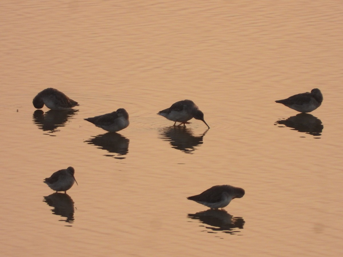 Spotted Redshank - ML645639603