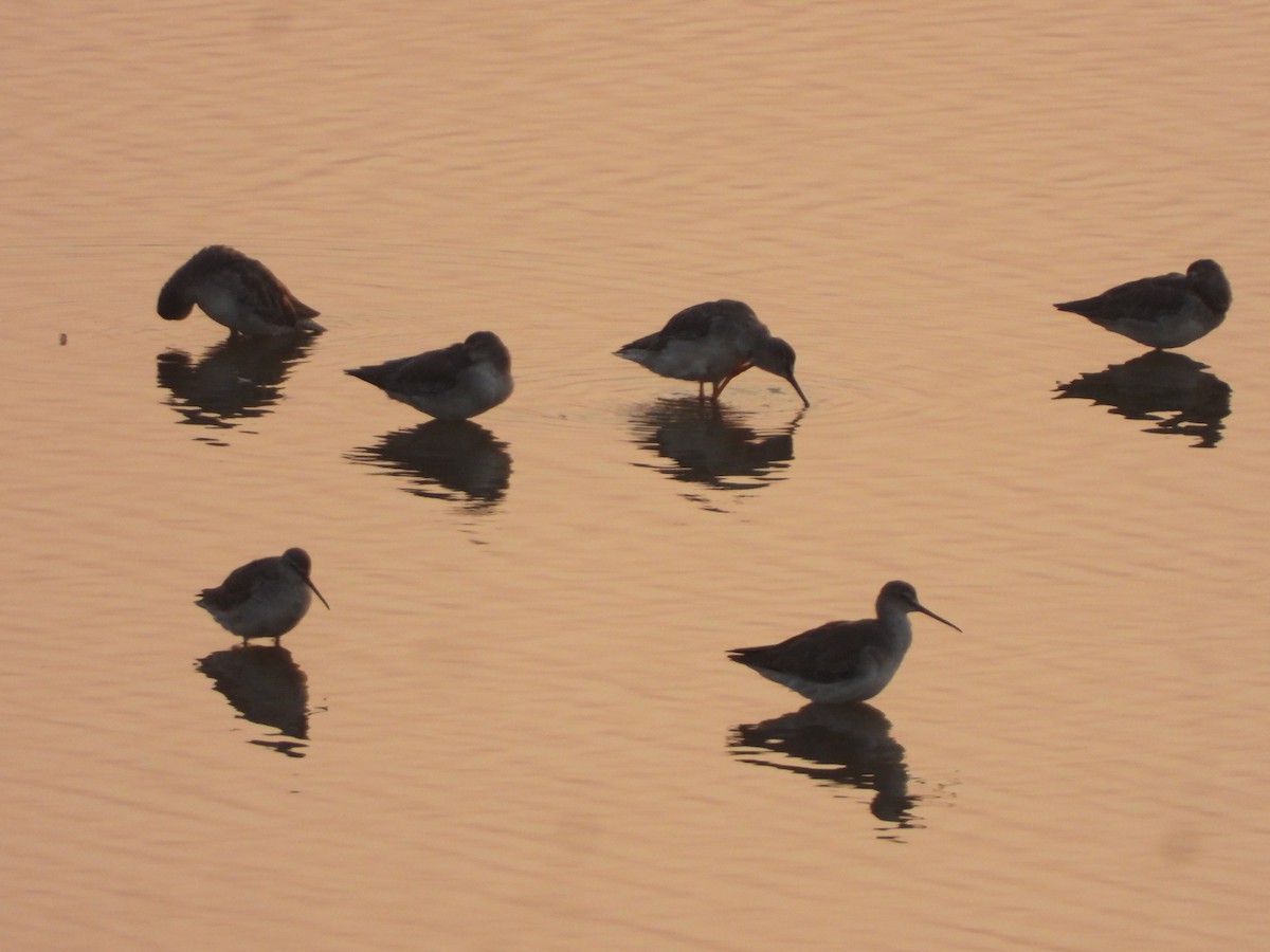 Spotted Redshank - ML645639604
