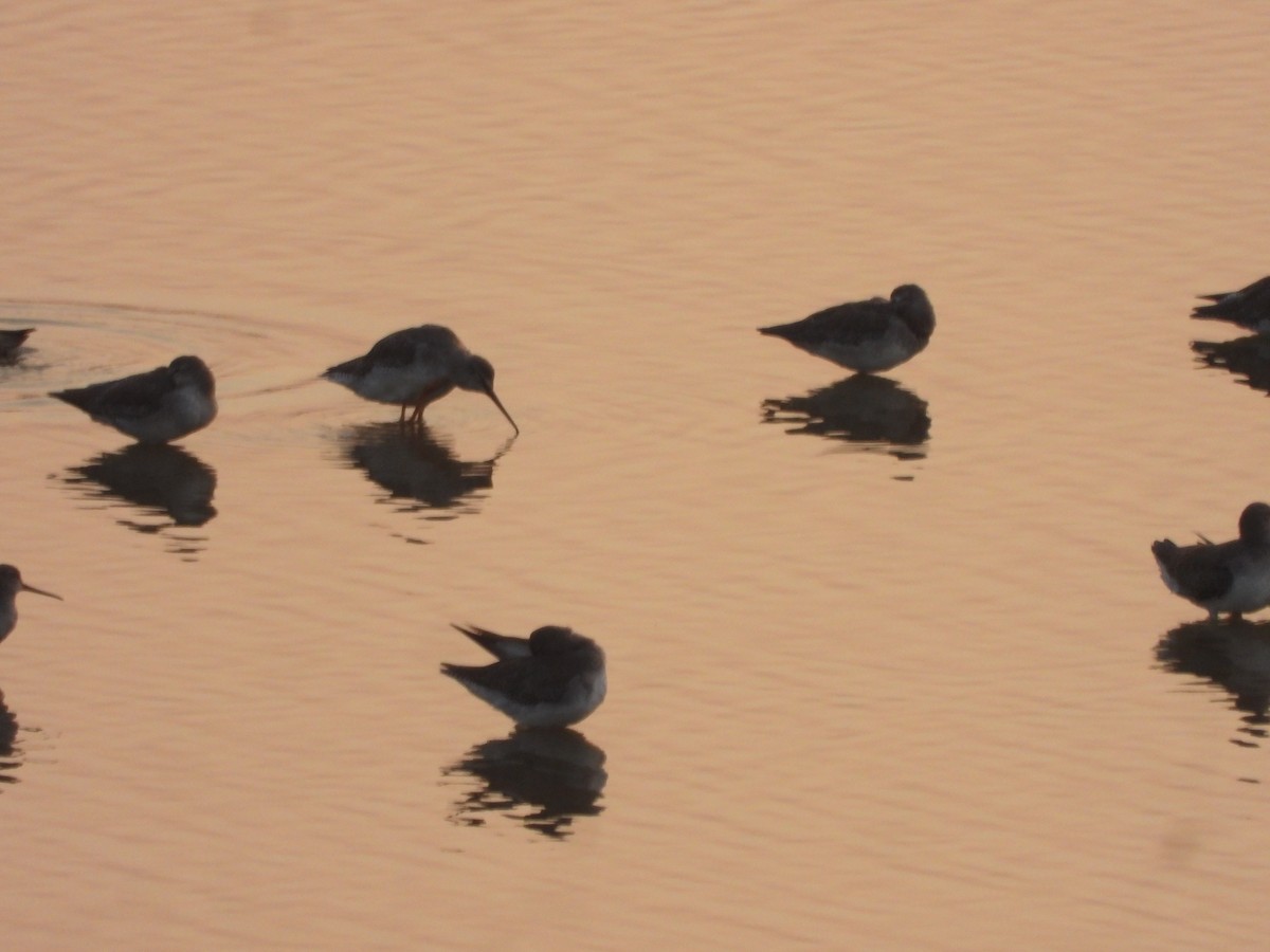 Spotted Redshank - ML645639605