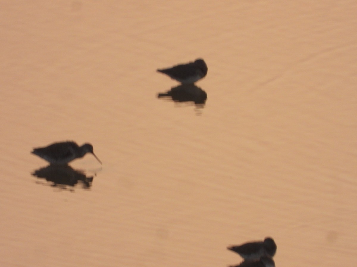 Spotted Redshank - ML645639606