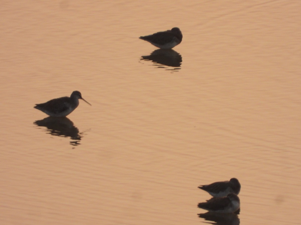 Spotted Redshank - ML645639607