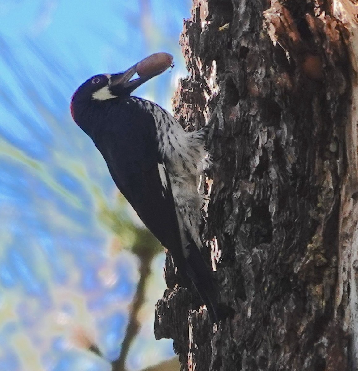 Acorn Woodpecker - ML645639608