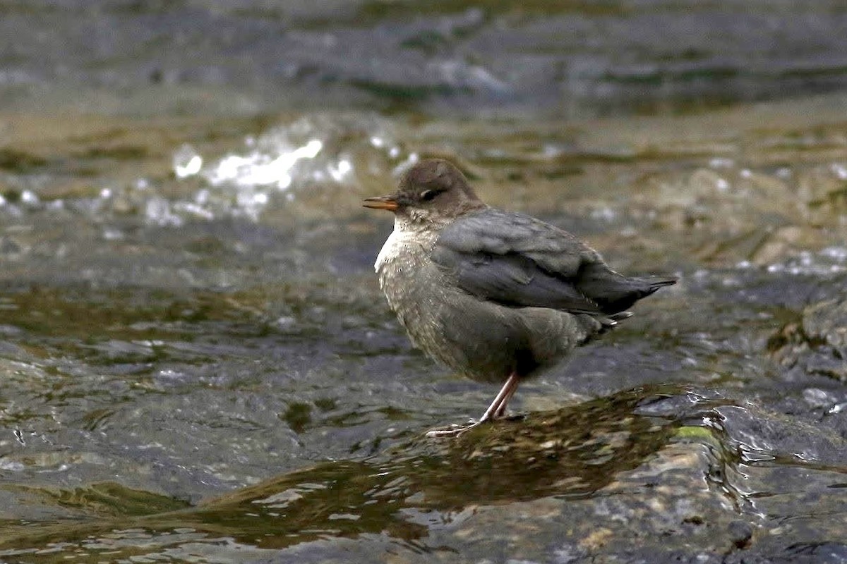 Ur-zozo iparramerikarra - ML645639613