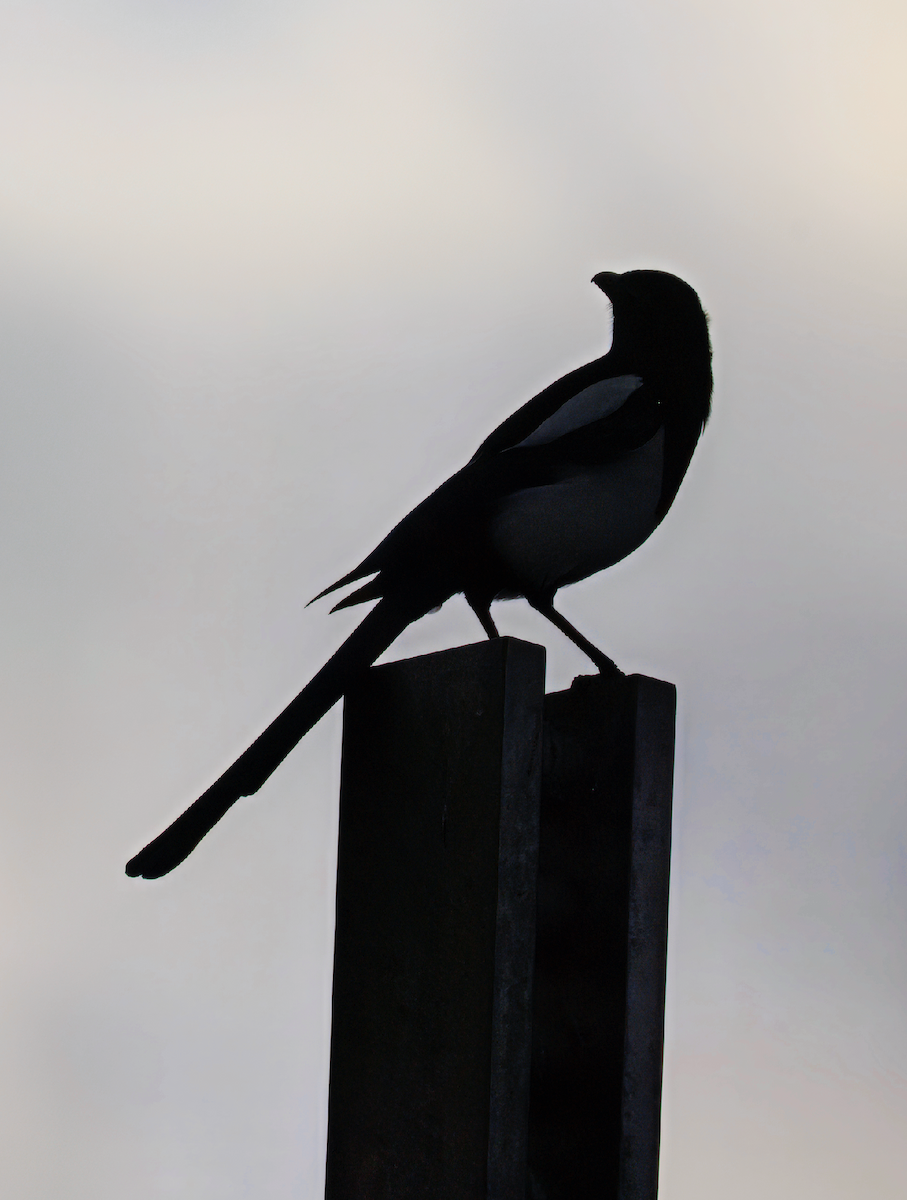 Orientelster - ML645639629