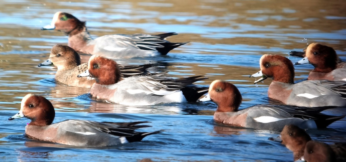 Eurasian Wigeon - ML645639637