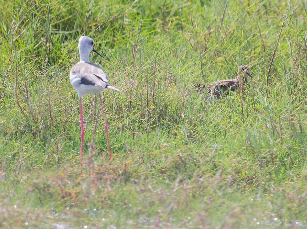 Black-winged Stilt - ML645639641