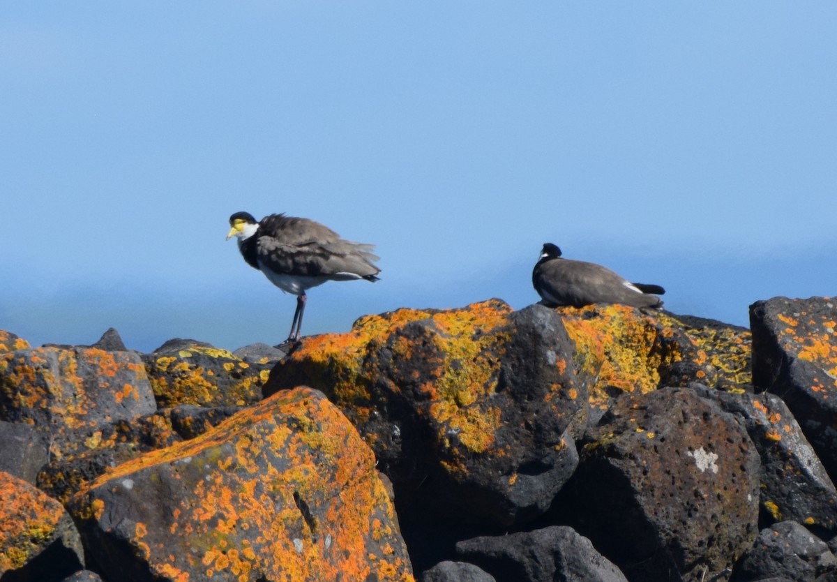 Masked Lapwing - ML645639642