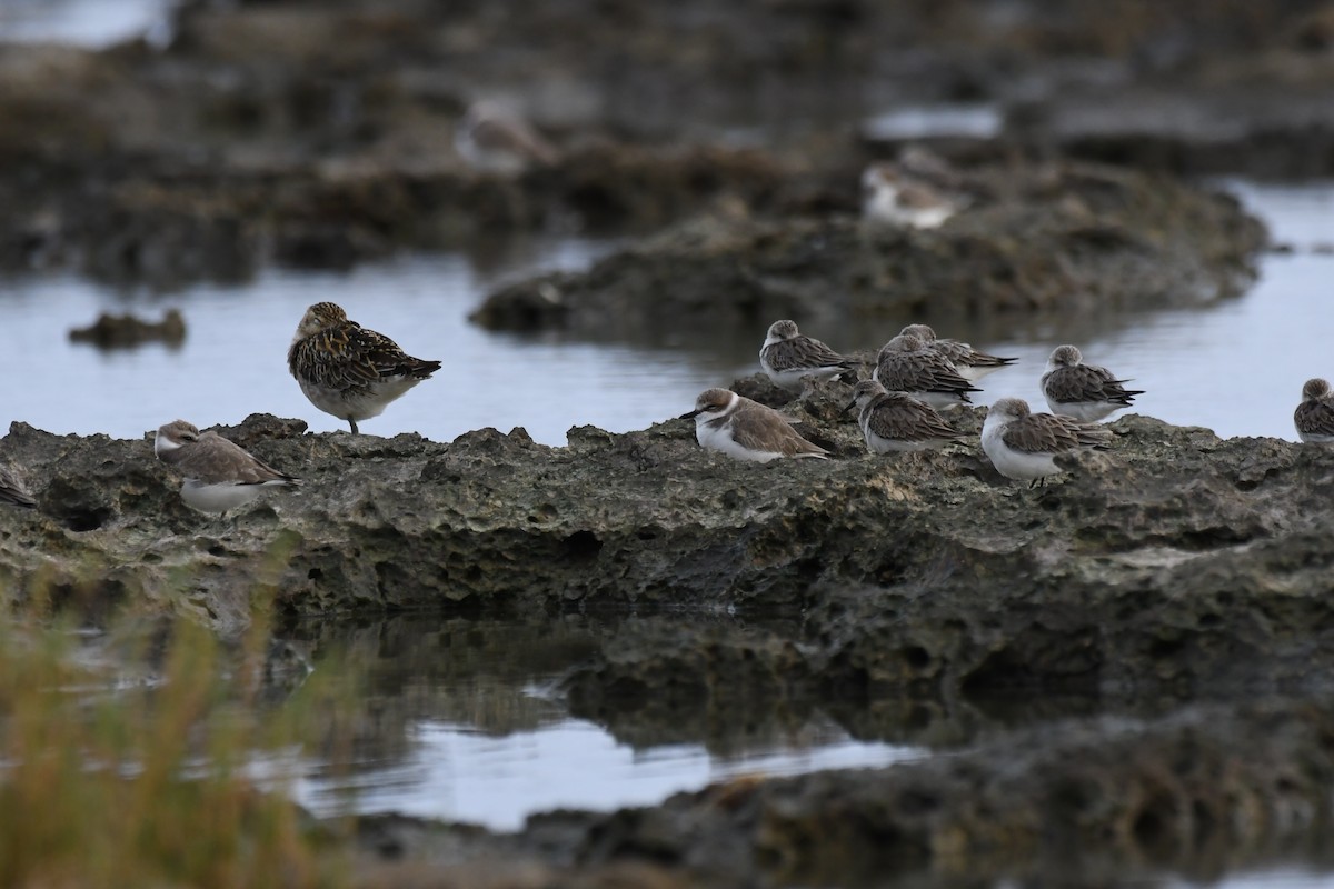 Pacific Golden-Plover - ML645639643