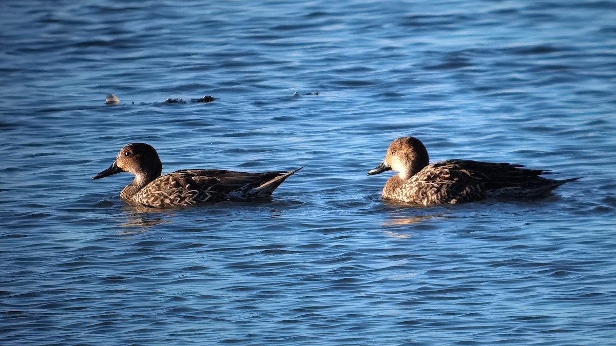 Northern Pintail - ML645639644