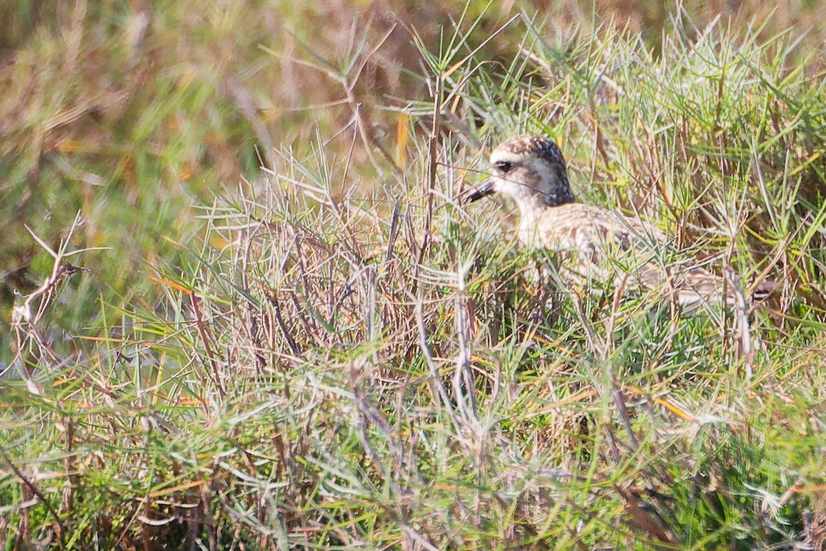 Pacific Golden-Plover - ML645639647