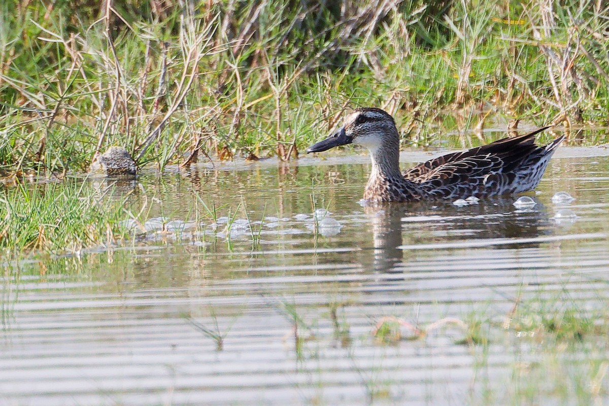 Garganey - ML645639649