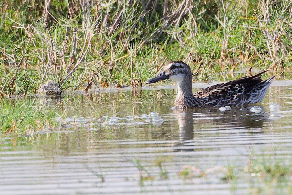 Garganey - ML645639650