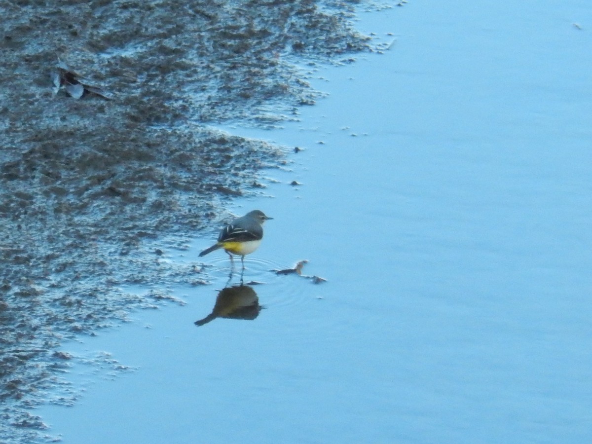 Gray Wagtail - ML645639652