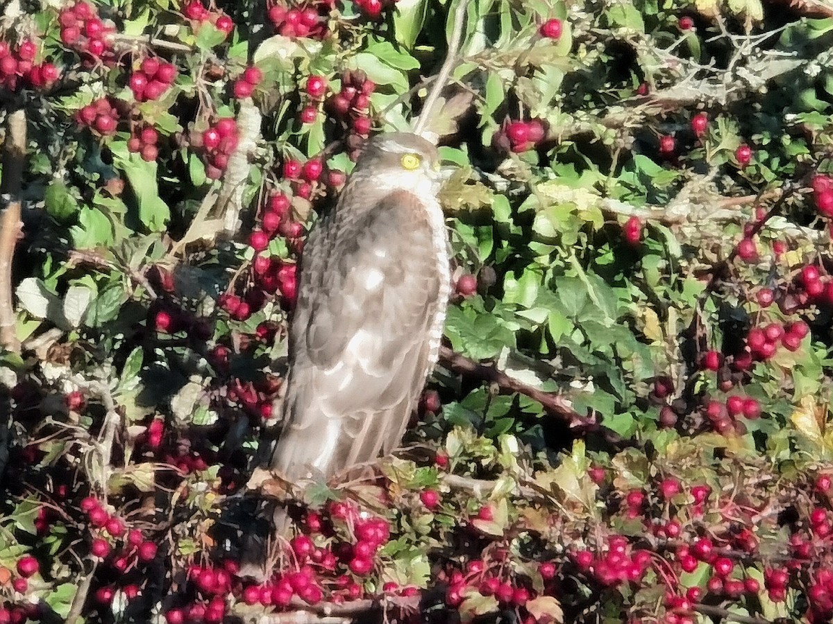 Eurasian Sparrowhawk - ML645639653