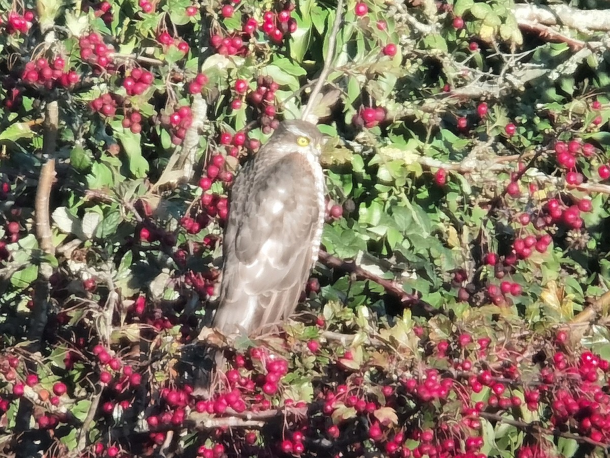 Eurasian Sparrowhawk - ML645639654