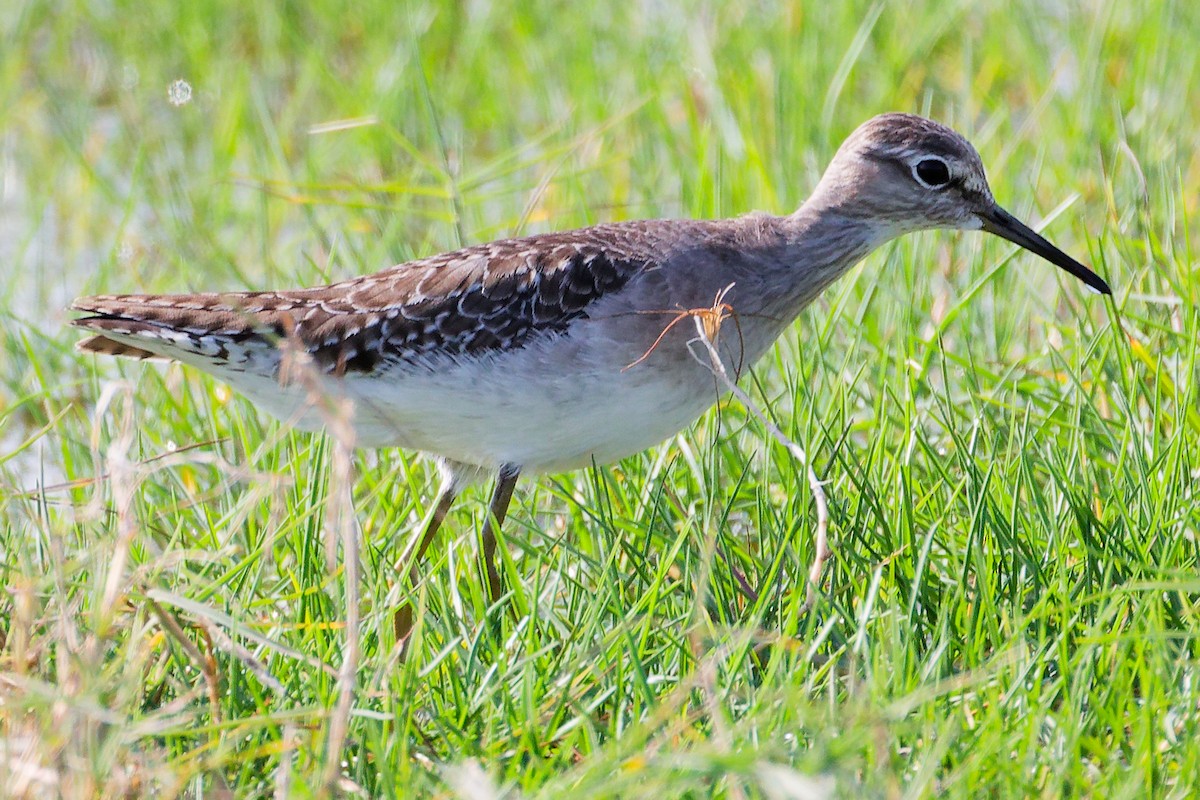 Wood Sandpiper - ML645639655