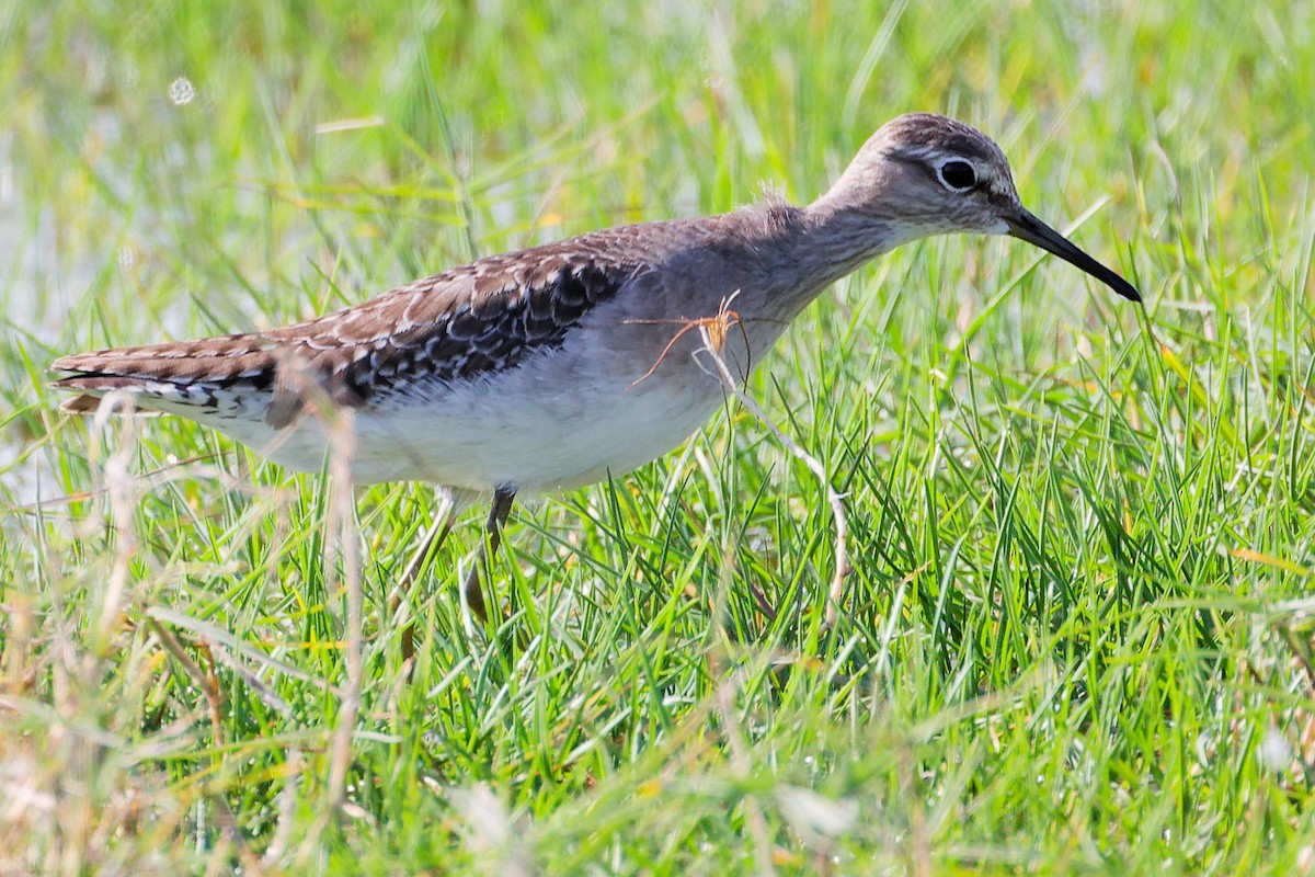 Wood Sandpiper - ML645639656