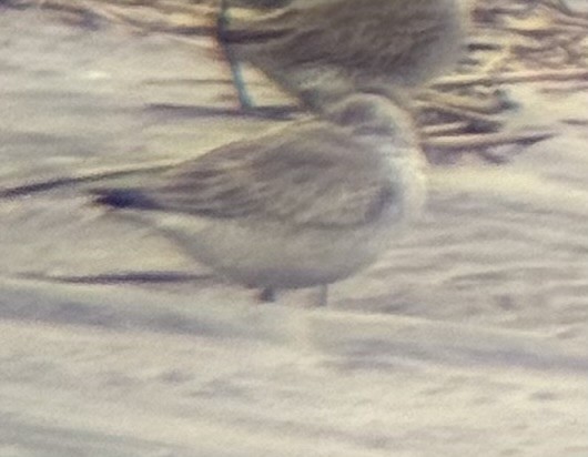 Red Knot - ML645639658