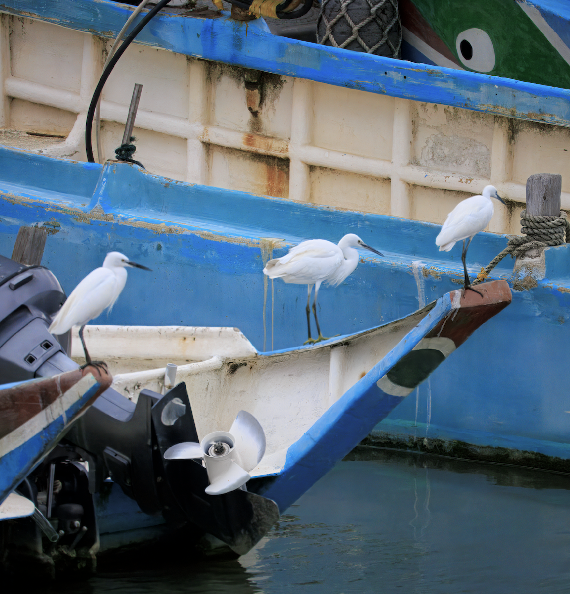 Little Egret - ML645639661