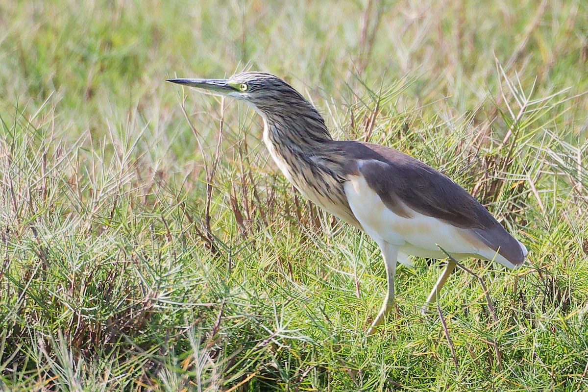 Squacco Heron - ML645639662